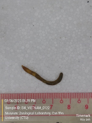  ( - EW_VIETNAM_0122)  @11 [ ] by-nc-sa (2025) Thibaud Deca&euml;ns University of Montpellier