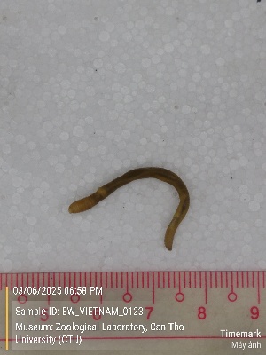  (Amynthas sp.2 - EW_VIETNAM_0123)  @11 [ ] by-nc-sa (2025) Thibaud Deca&euml;ns University of Montpellier