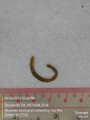  ( - EW_VIETNAM_0124)  @11 [ ] by-nc-sa (2025) Thibaud Deca&euml;ns University of Montpellier