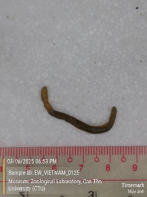  ( - EW_VIETNAM_0125)  @11 [ ] by-nc-sa (2025) Thibaud Deca&euml;ns University of Montpellier