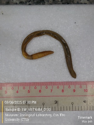  ( - EW_VIETNAM_0130)  @11 [ ] by-nc-sa (2025) Thibaud Decaëns University of Montpellier