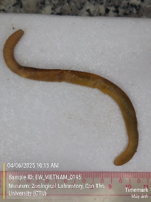  ( - EW_VIETNAM_0195)  @11 [ ] by-nc-sa (2025) Thibaud Decaëns University of Montpellier