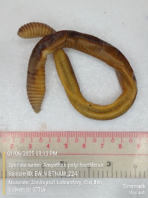  ( - EW_VIETNAM_0224)  @11 [ ] by-nc-sa (2025) Thibaud Decaëns University of Montpellier