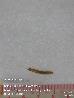  (Amynthas sp.6 - EW_VIETNAM_0236)  @11 [ ] by-nc-sa (2025) Thibaud Deca&euml;ns University of Montpellier