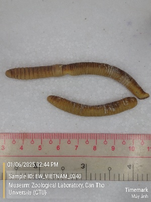  ( - EW_VIETNAM_0240)  @11 [ ] by-nc-sa (2025) Thibaud Decaëns University of Montpellier