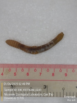  ( - EW_VIETNAM_0241)  @11 [ ] by-nc-sa (2025) Thibaud Decaëns University of Montpellier