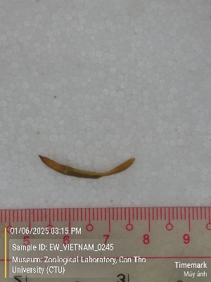  ( - EW_VIETNAM_0245)  @11 [ ] by-nc-sa (2025) Thibaud Deca&euml;ns University of Montpellier