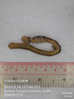  ( - EW_VIETNAM_0252)  @11 [ ] by-nc-sa (2025) Thibaud Decaëns University of Montpellier