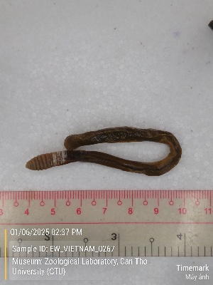  ( - EW_VIETNAM_0267)  @11 [ ] by-nc-sa (2025) Thibaud Decaëns University of Montpellier