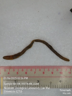  ( - EW_VIETNAM_0268)  @11 [ ] by-nc-sa (2025) Thibaud Decaëns University of Montpellier