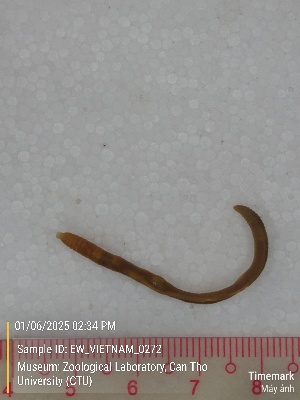  (Amynthas sp. 9 - EW_VIETNAM_0272)  @11 [ ] by-nc-sa (2025) Thibaud Deca&euml;ns University of Montpellier