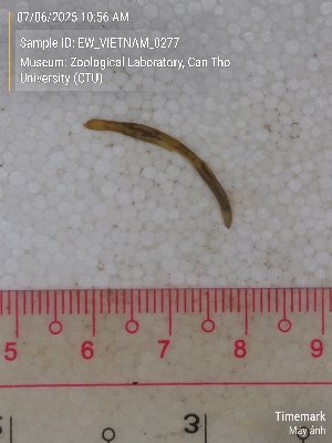  ( - EW_VIETNAM_0277)  @11 [ ] by-nc-sa (2025) Thibaud Deca&euml;ns University of Montpellier