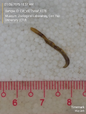  ( - EW_VIETNAM_0278)  @11 [ ] by-nc-sa (2025) Thibaud Deca&euml;ns University of Montpellier