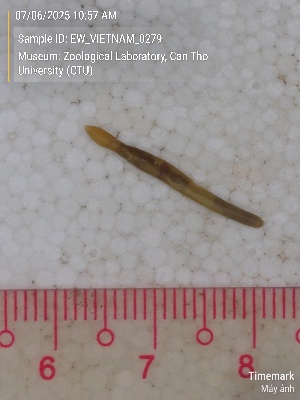  ( - EW_VIETNAM_0279)  @11 [ ] by-nc-sa (2025) Thibaud Deca&euml;ns University of Montpellier