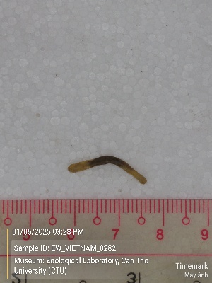  ( - EW_VIETNAM_0282)  @11 [ ] by-nc-sa (2025) Thibaud Deca&euml;ns University of Montpellier