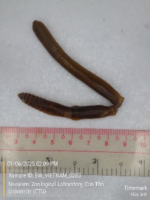  ( - EW_VIETNAM_0283)  @11 [ ] by-nc-sa (2025) Thibaud Decaëns University of Montpellier