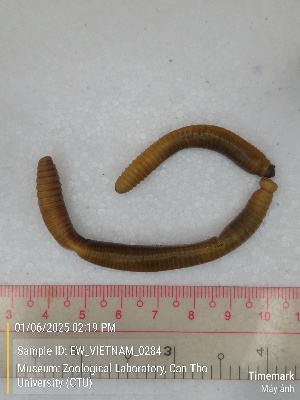  ( - EW_VIETNAM_0284)  @11 [ ] by-nc-sa (2025) Thibaud Decaëns University of Montpellier