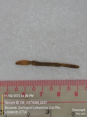  ( - EW_VIETNAM_0297)  @11 [ ] by-nc-sa (2025) Thibaud Deca&euml;ns University of Montpellier