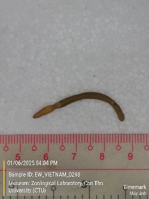  ( - EW_VIETNAM_0298)  @11 [ ] by-nc-sa (2025) Thibaud Deca&euml;ns University of Montpellier