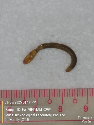  ( - EW_VIETNAM_0299)  @11 [ ] by-nc-sa (2025) Thibaud Deca&euml;ns University of Montpellier