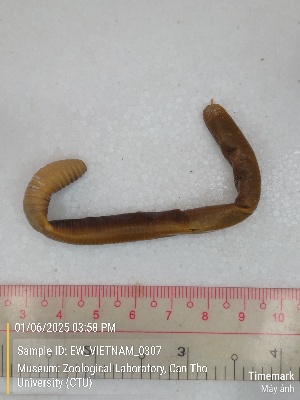  ( - EW_VIETNAM_0307)  @11 [ ] by-nc-sa (2025) Thibaud Decaëns University of Montpellier