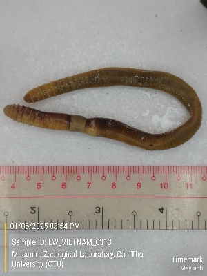  ( - EW_VIETNAM_0313)  @11 [ ] by-nc-sa (2025) Thibaud Decaëns University of Montpellier