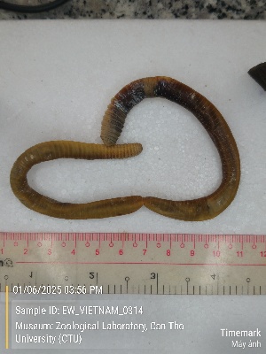  ( - EW_VIETNAM_0314)  @11 [ ] by-nc-sa (2025) Thibaud Decaëns University of Montpellier