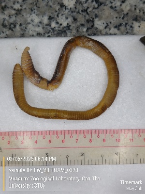  ( - EW_VIETNAM_0323)  @11 [ ] by-nc-sa (2025) Thibaud Decaëns University of Montpellier