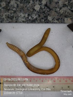  ( - EW_VIETNAM_0324)  @11 [ ] by-nc-sa (2025) Thibaud Decaëns University of Montpellier