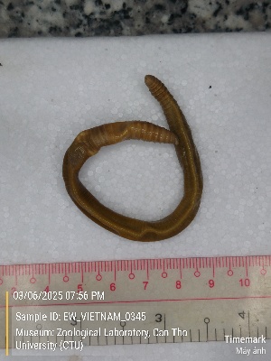  ( - EW_VIETNAM_0345)  @11 [ ] by-nc-sa (2025) Thibaud Decaëns University of Montpellier