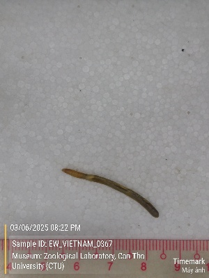  ( - EW_VIETNAM_0367)  @11 [ ] by-nc-sa (2025) Thibaud Deca&euml;ns University of Montpellier