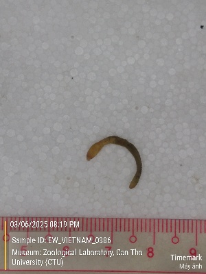  ( - EW_VIETNAM_0386)  @11 [ ] by-nc-sa (2025) Thibaud Deca&euml;ns University of Montpellier