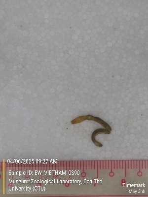  ( - EW_VIETNAM_0390)  @11 [ ] by-nc-sa (2025) Thibaud Deca&euml;ns University of Montpellier