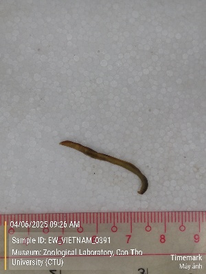  ( - EW_VIETNAM_0391)  @11 [ ] by-nc-sa (2025) Thibaud Deca&euml;ns University of Montpellier