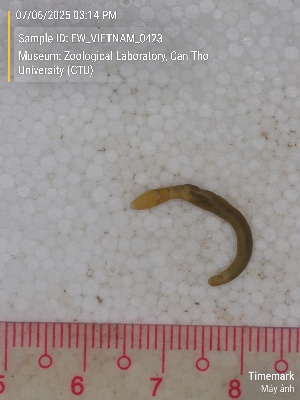  ( - EW_VIETNAM_0423)  @11 [ ] by-nc-sa (2025) Thibaud Deca&euml;ns University of Montpellier