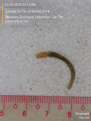  ( - EW_VIETNAM_0424)  @11 [ ] by-nc-sa (2025) Thibaud Deca&euml;ns University of Montpellier