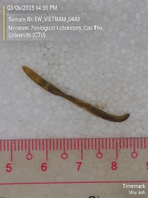  ( - EW_VIETNAM_0443)  @11 [ ] by-nc-sa (2025) Thibaud Deca&euml;ns University of Montpellier