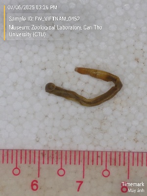  ( - EW_VIETNAM_0452)  @11 [ ] by-nc-sa (2025) Thibaud Deca&euml;ns University of Montpellier