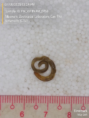  ( - EW_VIETNAM_0453)  @11 [ ] by-nc-sa (2025) Thibaud Deca&euml;ns University of Montpellier