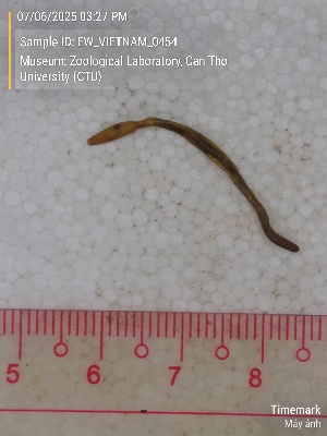  ( - EW_VIETNAM_0454)  @11 [ ] by-nc-sa (2025) Thibaud Deca&euml;ns University of Montpellier