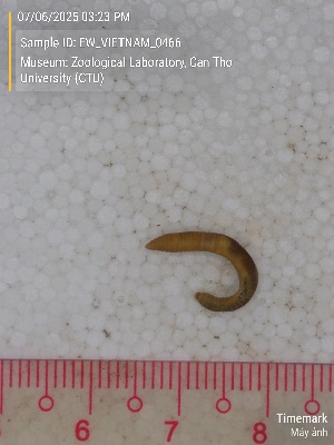  ( - EW_VIETNAM_0466)  @11 [ ] by-nc-sa (2025) Thibaud Deca&euml;ns University of Montpellier