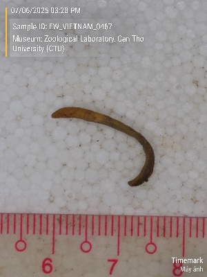  ( - EW_VIETNAM_0467)  @11 [ ] by-nc-sa (2025) Thibaud Deca&euml;ns University of Montpellier