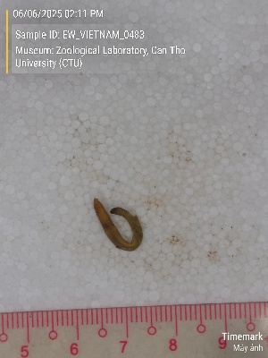  ( - EW_VIETNAM_0483)  @11 [ ] by-nc-sa (2025) Thibaud Deca&euml;ns University of Montpellier