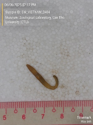  (Amynthas sp.5 - EW_VIETNAM_0484)  @11 [ ] by-nc-sa (2025) Thibaud Deca&euml;ns University of Montpellier