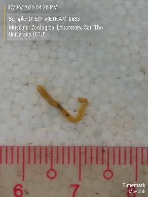  (Ocnerodrilus - EW_VIETNAM_0683)  @11 [ ] by-nc-sa (2025) Thibaud Deca&euml;ns University of Montpellier