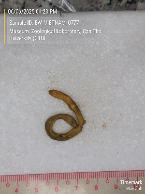  ( - EW_VIETNAM_0777)  @11 [ ] by-nc-sa (2025) Thibaud Decaëns University of Montpellier