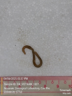  (Amynthas sp. 9b - EW_VIETNAM_1027)  @11 [ ] by-nc-sa (2025) Thibaud Deca&euml;ns University of Montpellier