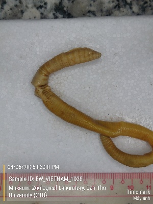  (Amynthas sp. 12b - EW_VIETNAM_1028)  @11 [ ] by-nc-sa (2025) Thibaud Deca&euml;ns University of Montpellier