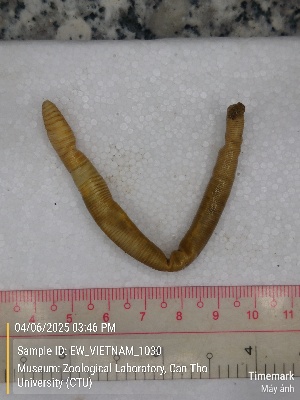  (Amynthas sp. 11b - EW_VIETNAM_1030)  @11 [ ] by-nc-sa (2025) Thibaud Deca&euml;ns University of Montpellier