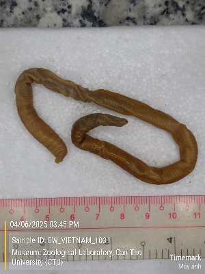  (Amynthas sp.2b - EW_VIETNAM_1031)  @11 [ ] by-nc-sa (2025) Thibaud Deca&euml;ns University of Montpellier